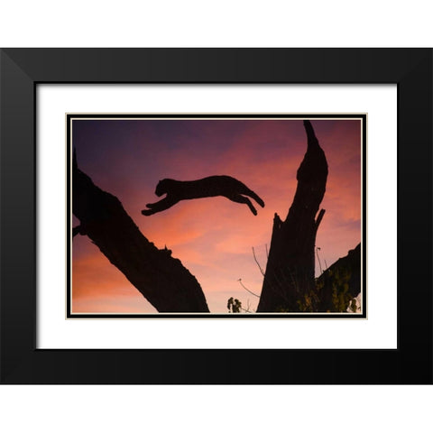 Botswana, Savuti Game Reserve Leopard leaping Black Modern Wood Framed Art Print with Double Matting by Zuckerman, Jim