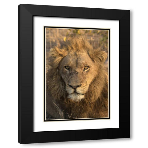 Africa, Botswana, Savuti Game Reserve Male lion Black Modern Wood Framed Art Print with Double Matting by Zuckerman, Jim