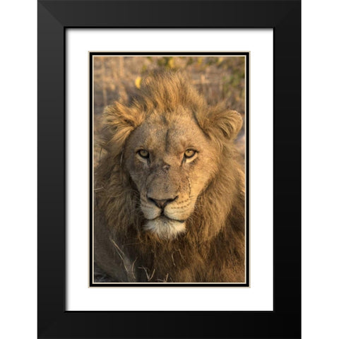 Africa, Botswana, Savuti Game Reserve Male lion Black Modern Wood Framed Art Print with Double Matting by Zuckerman, Jim