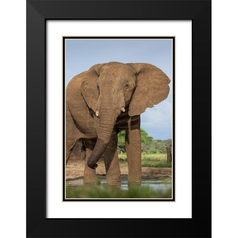 Africa-Botswana-Kasane-Bull Elephant drinking in water hole at sunset Black Modern Wood Framed Art Print with Double Matting by Souders, Paul