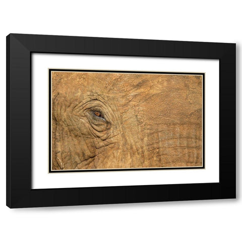 Africa-Botswana-Kasane-Close-up of Bull Elephants eye at sunset near Chobe River Black Modern Wood Framed Art Print with Double Matting by Souders, Paul