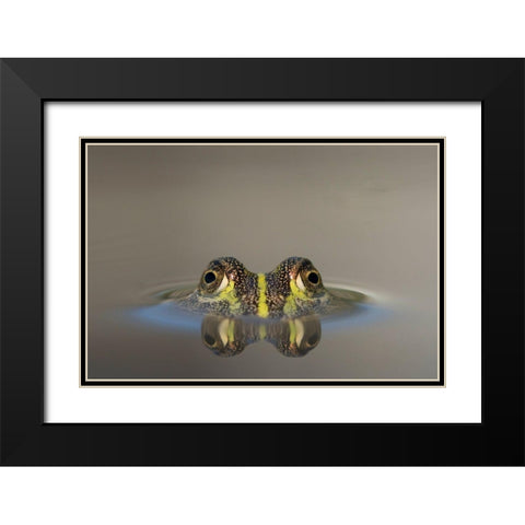 Africa-Botswana-Nxai Pan National Park-Young African Bullfrog lies nearly submerged in shallow pool Black Modern Wood Framed Art Print with Double Matting by Souders, Paul