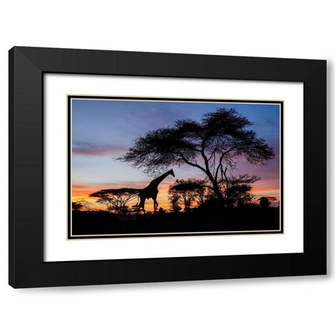 Africa-Botswana-Chobe National Park-Giraffe at sunset Black Modern Wood Framed Art Print with Double Matting by Souders, Paul