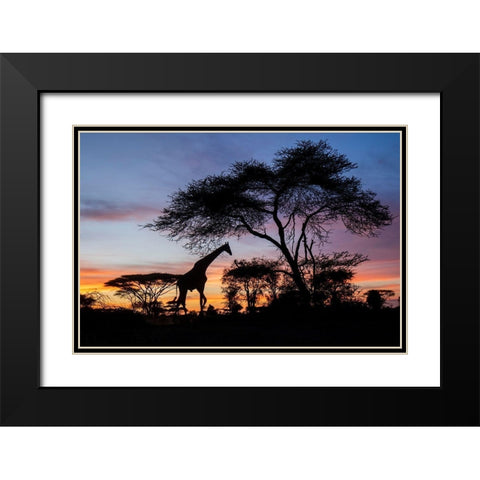 Africa-Botswana-Chobe National Park-Giraffe at sunset Black Modern Wood Framed Art Print with Double Matting by Souders, Paul