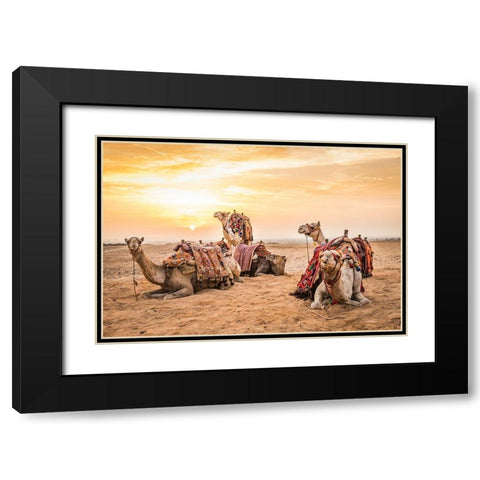 Africa-Egypt-Cairo Giza plateau Camels at the Great Pyramids of Giza Black Modern Wood Framed Art Print with Double Matting by Wilson, Emily