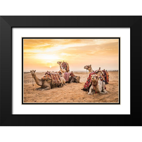 Africa-Egypt-Cairo Giza plateau Camels at the Great Pyramids of Giza Black Modern Wood Framed Art Print with Double Matting by Wilson, Emily
