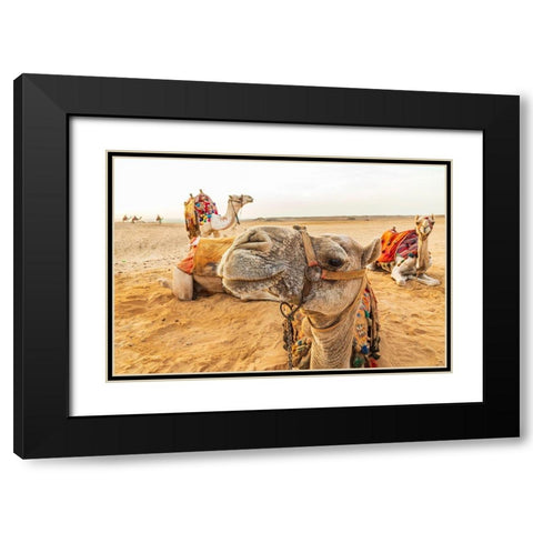 Africa-Egypt-Cairo Giza plateau Camels near the pyramids at Giza Black Modern Wood Framed Art Print with Double Matting by Wilson, Emily