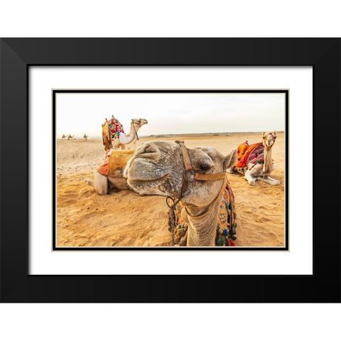 Africa-Egypt-Cairo Giza plateau Camels near the pyramids at Giza Black Modern Wood Framed Art Print with Double Matting by Wilson, Emily