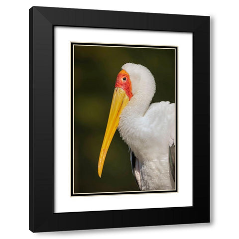 Yellow-billed stork-Masai Mara-Kenya-Africa Black Modern Wood Framed Art Print with Double Matting by Jones, Adam