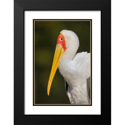 Yellow-billed stork-Masai Mara-Kenya-Africa Black Modern Wood Framed Art Print with Double Matting by Jones, Adam