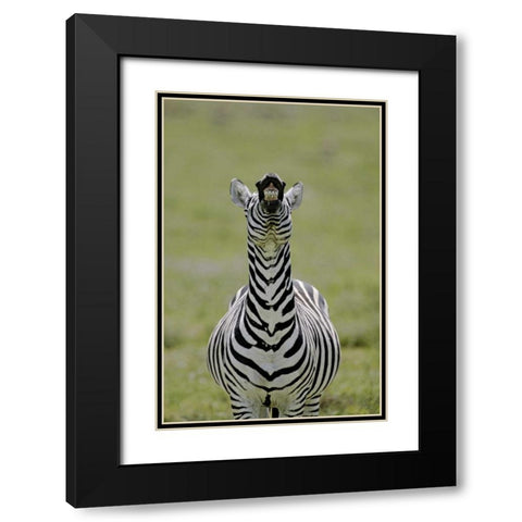 Kenya Burchells zebra exhibits flehmen display Black Modern Wood Framed Art Print with Double Matting by Morris, Arthur