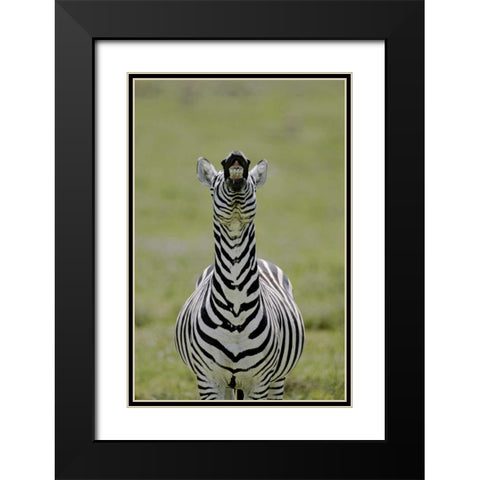 Kenya Burchells zebra exhibits flehmen display Black Modern Wood Framed Art Print with Double Matting by Morris, Arthur