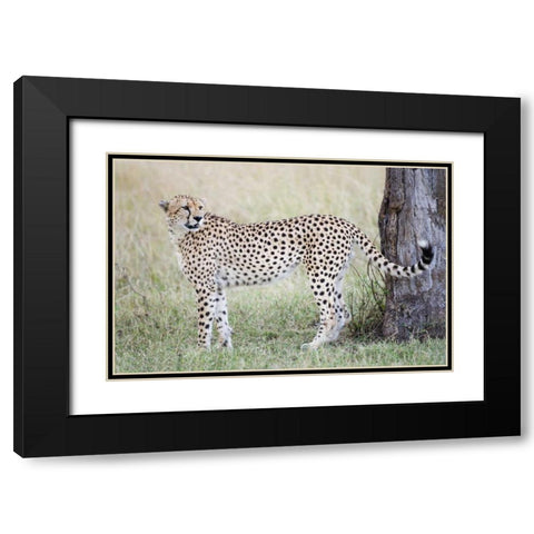 Kenya, Masai Mara Male cheetah pauses by tree Black Modern Wood Framed Art Print with Double Matting by Morris, Arthur