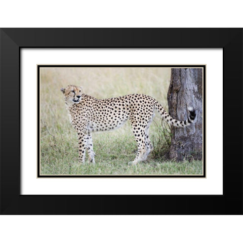 Kenya, Masai Mara Male cheetah pauses by tree Black Modern Wood Framed Art Print with Double Matting by Morris, Arthur