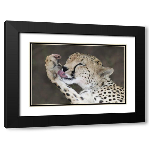 Kenya, Masai Mara Cheetah licking its paw Black Modern Wood Framed Art Print with Double Matting by Morris, Arthur