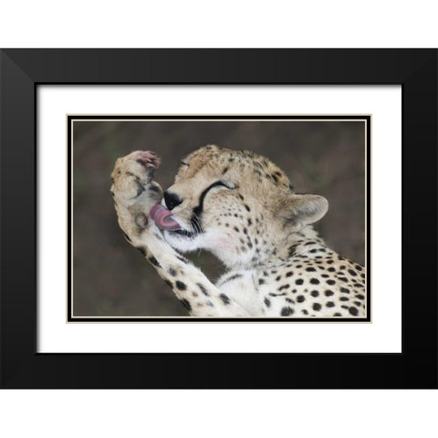 Kenya, Masai Mara Cheetah licking its paw Black Modern Wood Framed Art Print with Double Matting by Morris, Arthur