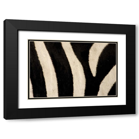 Kenya, Masai Mara Common zebras stripes Black Modern Wood Framed Art Print with Double Matting by Morris, Arthur