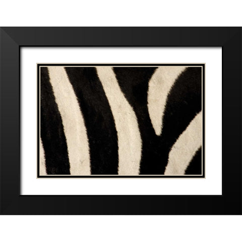 Kenya, Masai Mara Common zebras stripes Black Modern Wood Framed Art Print with Double Matting by Morris, Arthur