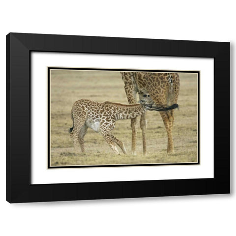 Kenya, Lake Naivasha Young giraffe nursing Black Modern Wood Framed Art Print with Double Matting by Morris, Arthur