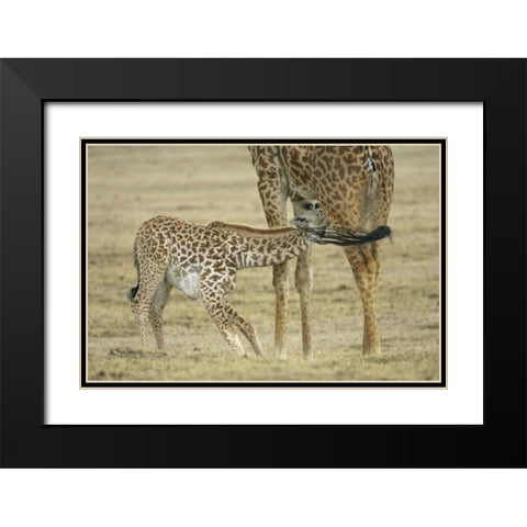 Kenya, Lake Naivasha Young giraffe nursing Black Modern Wood Framed Art Print with Double Matting by Morris, Arthur