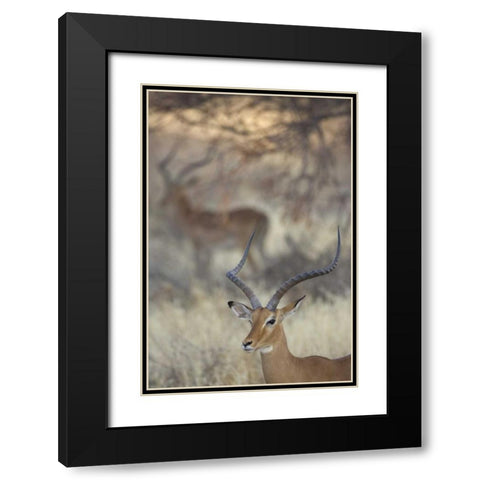 Kenya, Samburu Reserve Two Impalas amid grass Black Modern Wood Framed Art Print with Double Matting by Morris, Arthur