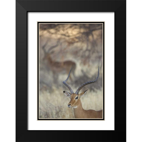 Kenya, Samburu Reserve Two Impalas amid grass Black Modern Wood Framed Art Print with Double Matting by Morris, Arthur