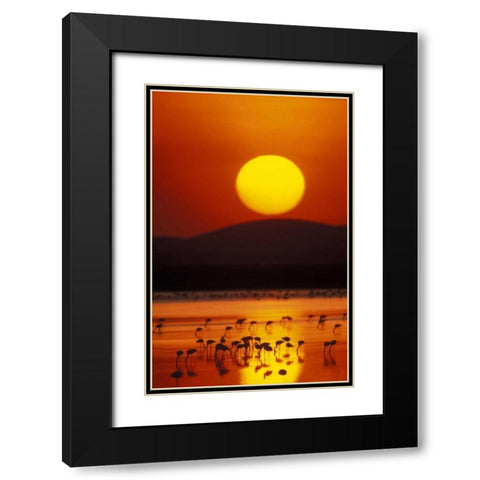 Kenya, Amboseli NP Flock of lesser flamingos Black Modern Wood Framed Art Print with Double Matting by Morris, Arthur