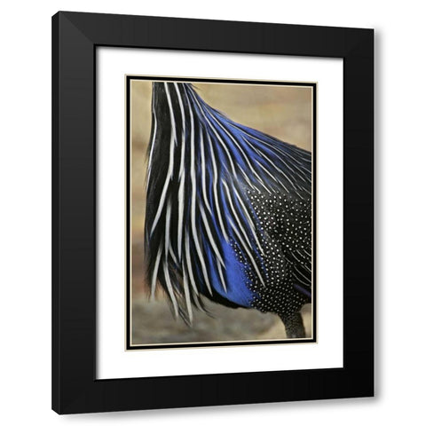 Kenya, Vulturine guinea fowl breast feathers Black Modern Wood Framed Art Print with Double Matting by Morris, Arthur