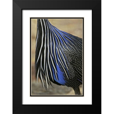 Kenya, Vulturine guinea fowl breast feathers Black Modern Wood Framed Art Print with Double Matting by Morris, Arthur