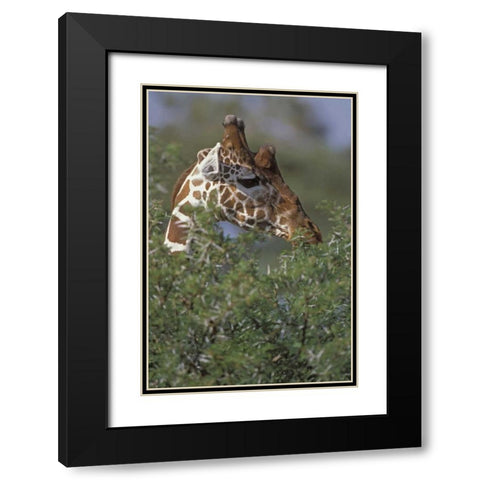 Kenya, Samburu NP A reticulated giraffe Black Modern Wood Framed Art Print with Double Matting by Grall, Don