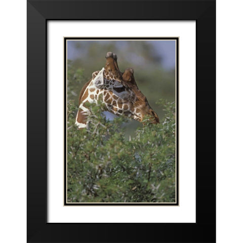 Kenya, Samburu NP A reticulated giraffe Black Modern Wood Framed Art Print with Double Matting by Grall, Don