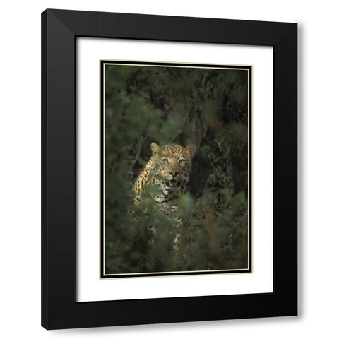 Kenya, Lake Nakuru NP Leopard framed by bushes Black Modern Wood Framed Art Print with Double Matting by Grall, Don
