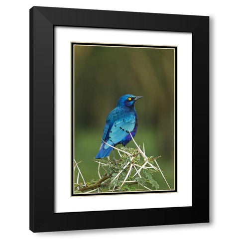 Kenya, Lake Nakuru NP Starling bird on acacia Black Modern Wood Framed Art Print with Double Matting by Kirkland, Dennis