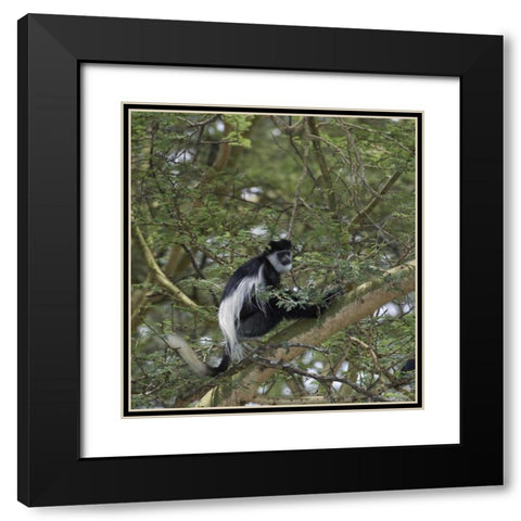 Kenya, Lake Nakuru NP Colobus monkey in a tree Black Modern Wood Framed Art Print with Double Matting by Kirkland, Dennis