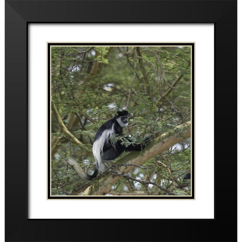Kenya, Lake Nakuru NP Colobus monkey in a tree Black Modern Wood Framed Art Print with Double Matting by Kirkland, Dennis