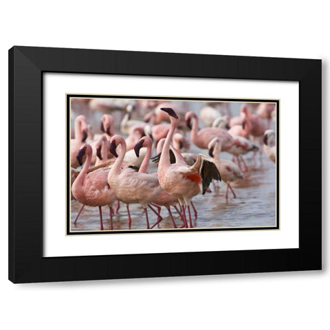 Kenya, Lake Nakuru NP Flamingoson Lake Nakuru Black Modern Wood Framed Art Print with Double Matting by Kirkland, Dennis
