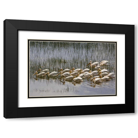 Kenya, Lake Nakuru NP Flock of white pelicans Black Modern Wood Framed Art Print with Double Matting by Kirkland, Dennis