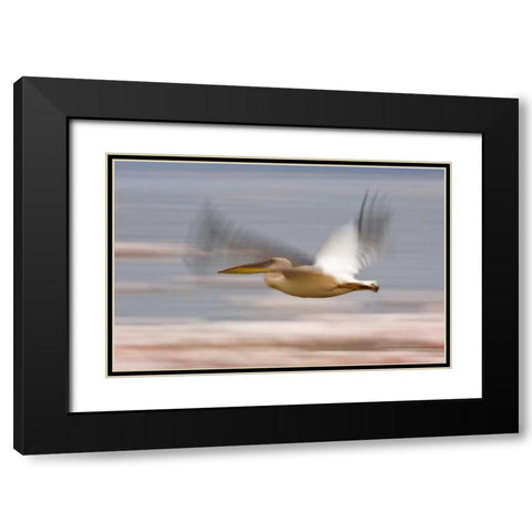 Kenya, Lake Nakuru NP Motion blur of pelicans Black Modern Wood Framed Art Print with Double Matting by Kirkland, Dennis