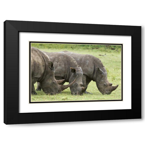 Kenya, Lake Nakuru NP White rhinoceroses grazing Black Modern Wood Framed Art Print with Double Matting by Kirkland, Dennis