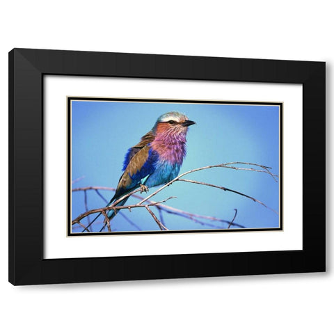 Kenya, Masai Mara Lilac-breasted roller on limb Black Modern Wood Framed Art Print with Double Matting by Williams, Joanne