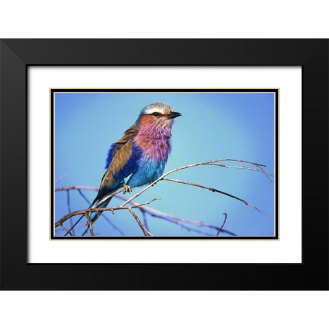 Kenya, Masai Mara Lilac-breasted roller on limb Black Modern Wood Framed Art Print with Double Matting by Williams, Joanne