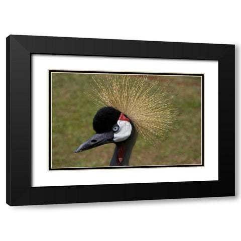 Kenya, Masai Mara Crowned crane portrait Black Modern Wood Framed Art Print with Double Matting by Williams, Joanne