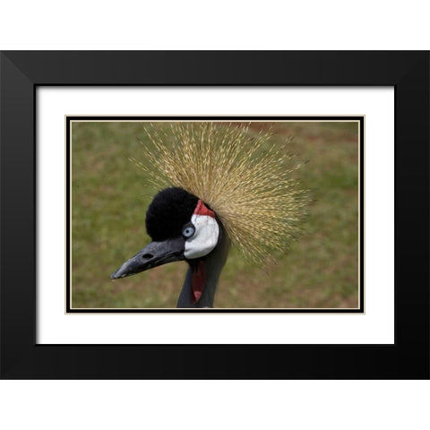 Kenya, Masai Mara Crowned crane portrait Black Modern Wood Framed Art Print with Double Matting by Williams, Joanne