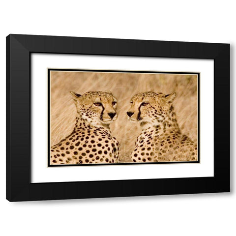 Kenya, Masai Mara Portrait of cheetah brothers Black Modern Wood Framed Art Print with Double Matting by Williams, Joanne