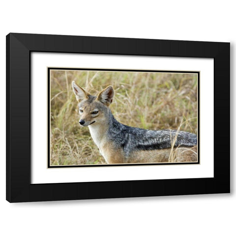 Kenya, Masai Mara Black-backed jackal close-up Black Modern Wood Framed Art Print with Double Matting by Kirkland, Dennis