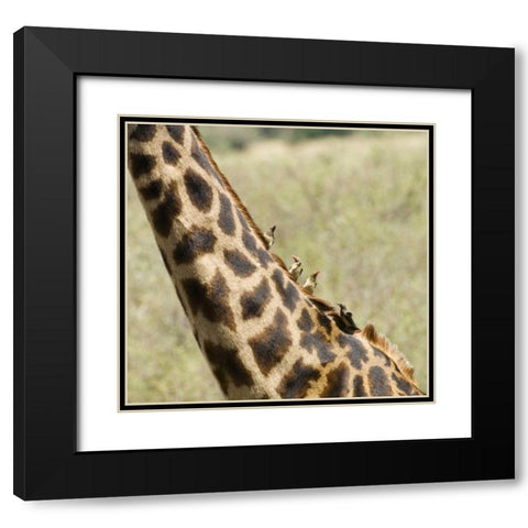 Kenya, Masai Mara Giraffe with oxpecker birds Black Modern Wood Framed Art Print with Double Matting by Kirkland, Dennis