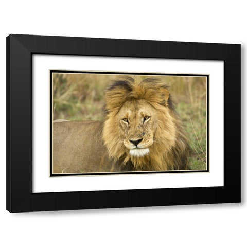 Kenya, Masai Mara Close-up of lion Black Modern Wood Framed Art Print with Double Matting by Kirkland, Dennis
