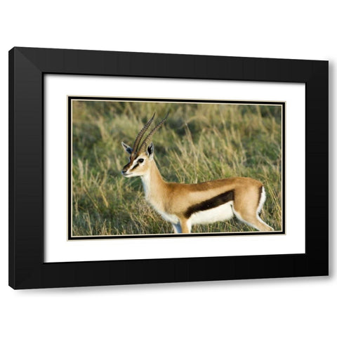 Kenya, Masai Mara Male Thomsons gazelle Black Modern Wood Framed Art Print with Double Matting by Kirkland, Dennis