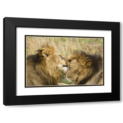Kenya, Masai Mara Lion licking another lion Black Modern Wood Framed Art Print with Double Matting by Kirkland, Dennis