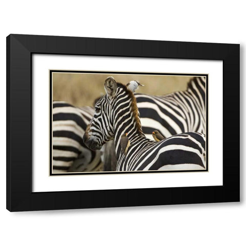 Kenya, Masai Mara Zebra with oxpecker birds Black Modern Wood Framed Art Print with Double Matting by Kirkland, Dennis